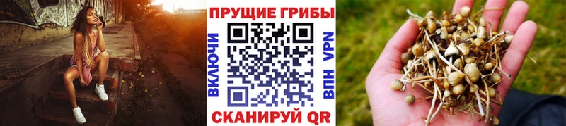 Псилоцибиновые грибы прущие грибы  купить   Кольчугино 